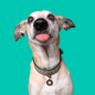 Preview: Dog with a Mission Halsband Paddy Lee